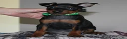 Pinscher Miniatura cani in vendita: Pinscher nano  - Annuncio 14