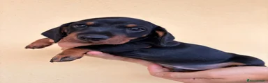 Bassotto 2