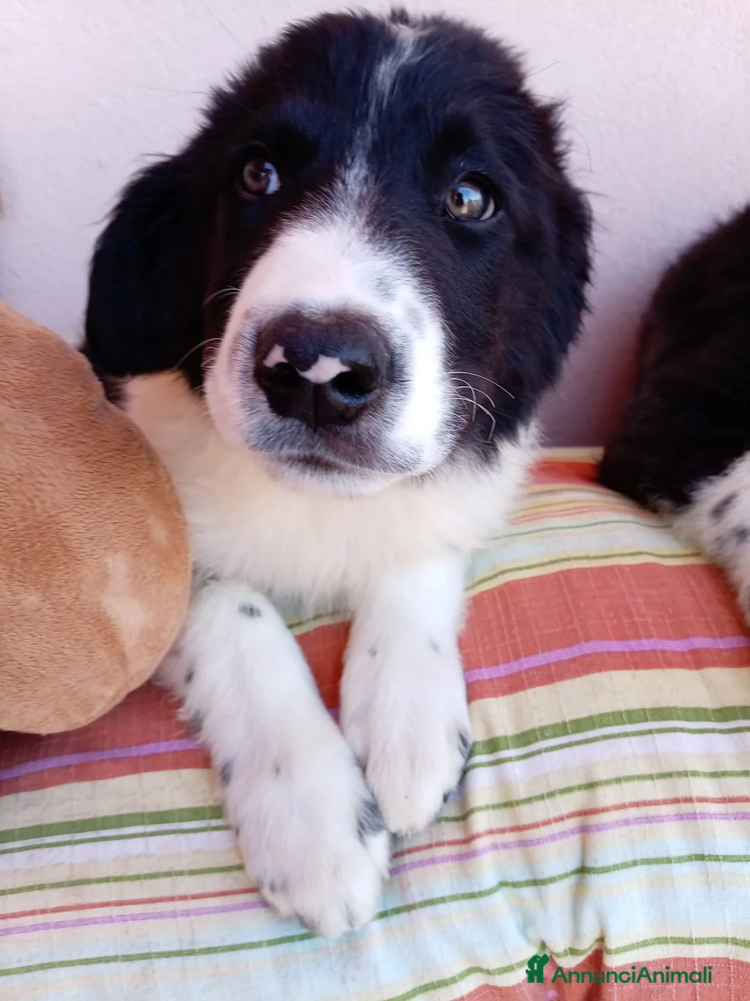 Meticcio cani in regalo: Pistacchio bellissimo cucciolo simil border collie a Città metropolitana di Milano - Annuncio 2