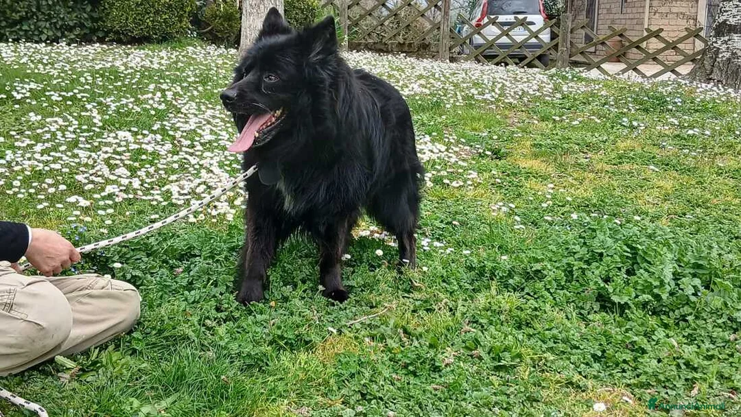 Meticcio cani in regalo: NOE' FINO AL TUO ULTIMO RESPIRO NON CI ARRENDIAMO - Annuncio 2