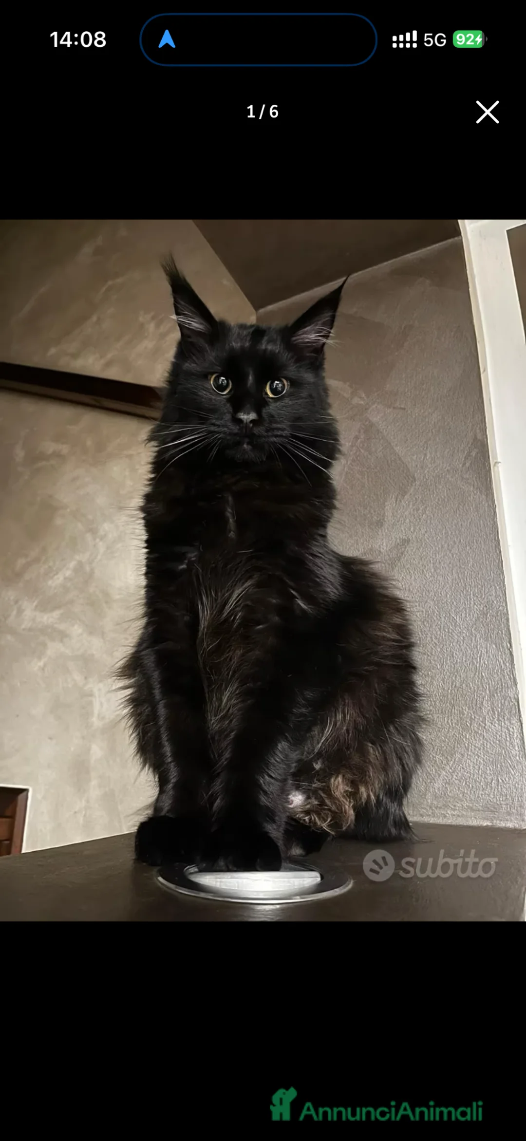 Maine Coon gatti in vendita: CUCCIOLI MAINE COON ALTA GENEALOGIA - Annuncio 1