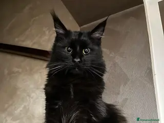 Maine Coon gatti CUCCIOLI MAINE COON ALTA GENEALOGIA - Annuncio 2