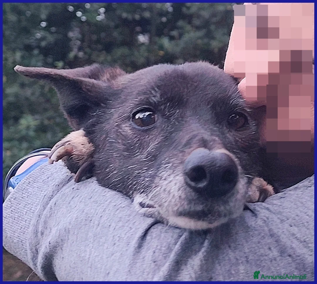 Meticcio cani in regalo: TATA MATILDA 14 ANNI, TUTTA LA VITA IN CANILE  - Annuncio 9