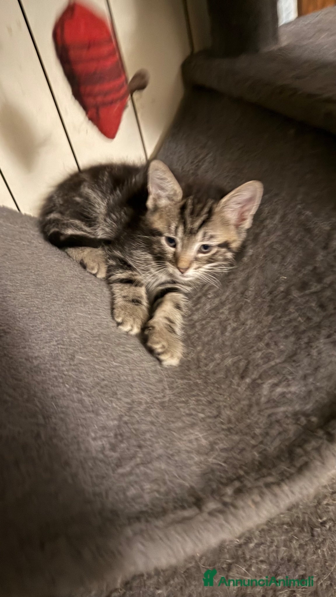 Europeo gatti Gattini  - Annuncio 1