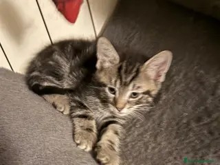 Europeo gatti Gattini - Annuncio 14