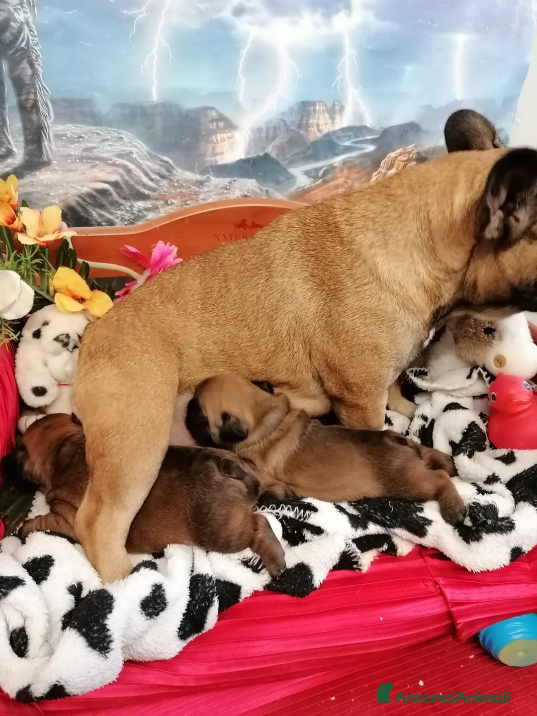 Bulldog Francese cani in vendita: Due Femmine Buldog Francese Pedigree Enci  - Annuncio 1