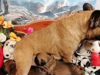 Bulldog Francese cani Due Femmine Buldog Francese Pedigree Enci - Annuncio 1