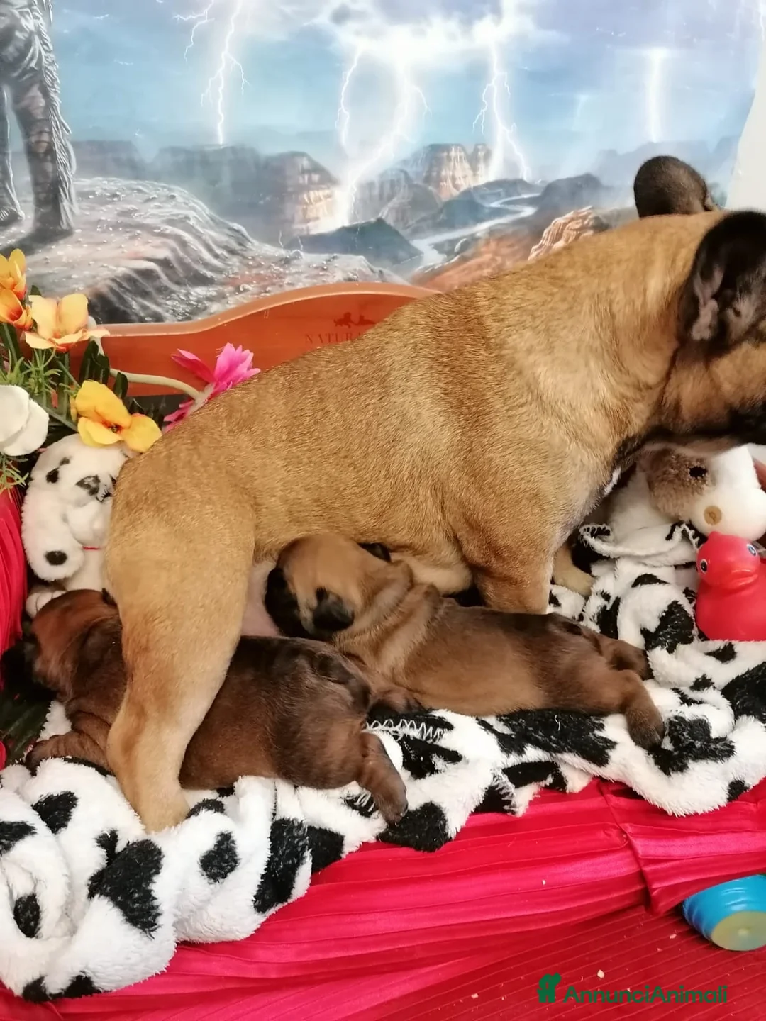 Bulldog Francese cani in vendita: Due Femmine Buldog Francese Pedigree Enci  - Annuncio 1