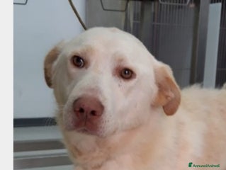 Labrador cani HACI, giovane simil labrador cerca famiglia a Roma - Annuncio 9