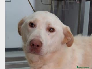 Labrador cani HACI, giovane simil labrador cerca famiglia a Roma - Annuncio 24