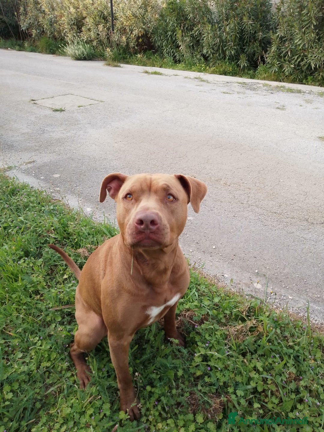 Pitbull cani in regalo: JAGO, GIOVANE PIT  a Città Metropolitana di Bologna - Immagine 2