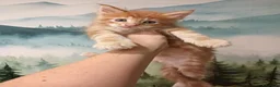 Maine Coon gatti in vendita: Gattini Maine Coon cercano famiglie a Libero consorzio comunale di Agrigento - Annuncio 11