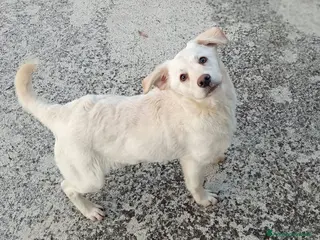 Meticcio cani mix Labrador, 5 mesi, EUGENIA dolce - Annuncio 3