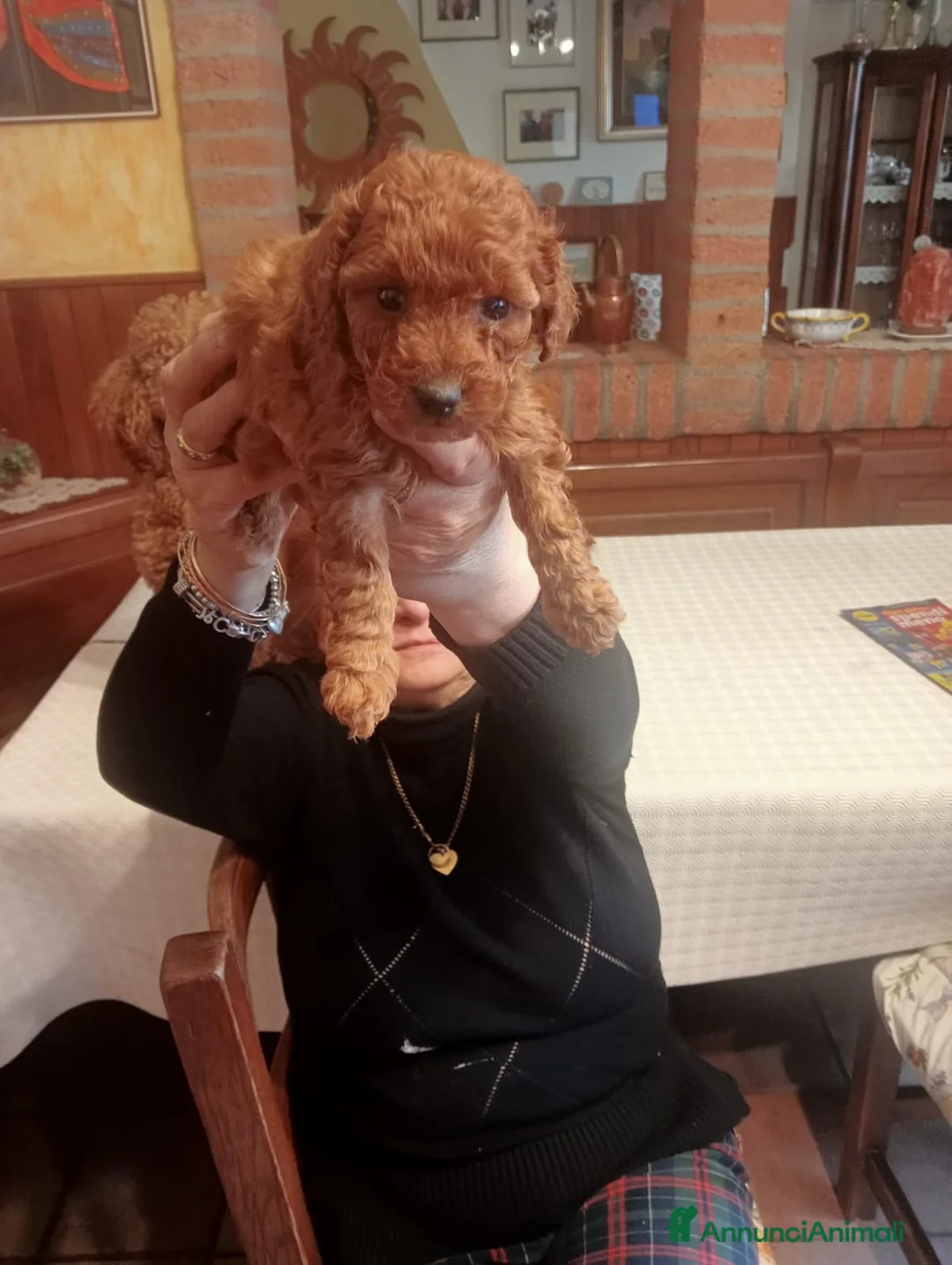 Barboncino cani in vendita: Barboncini - Annuncio 5