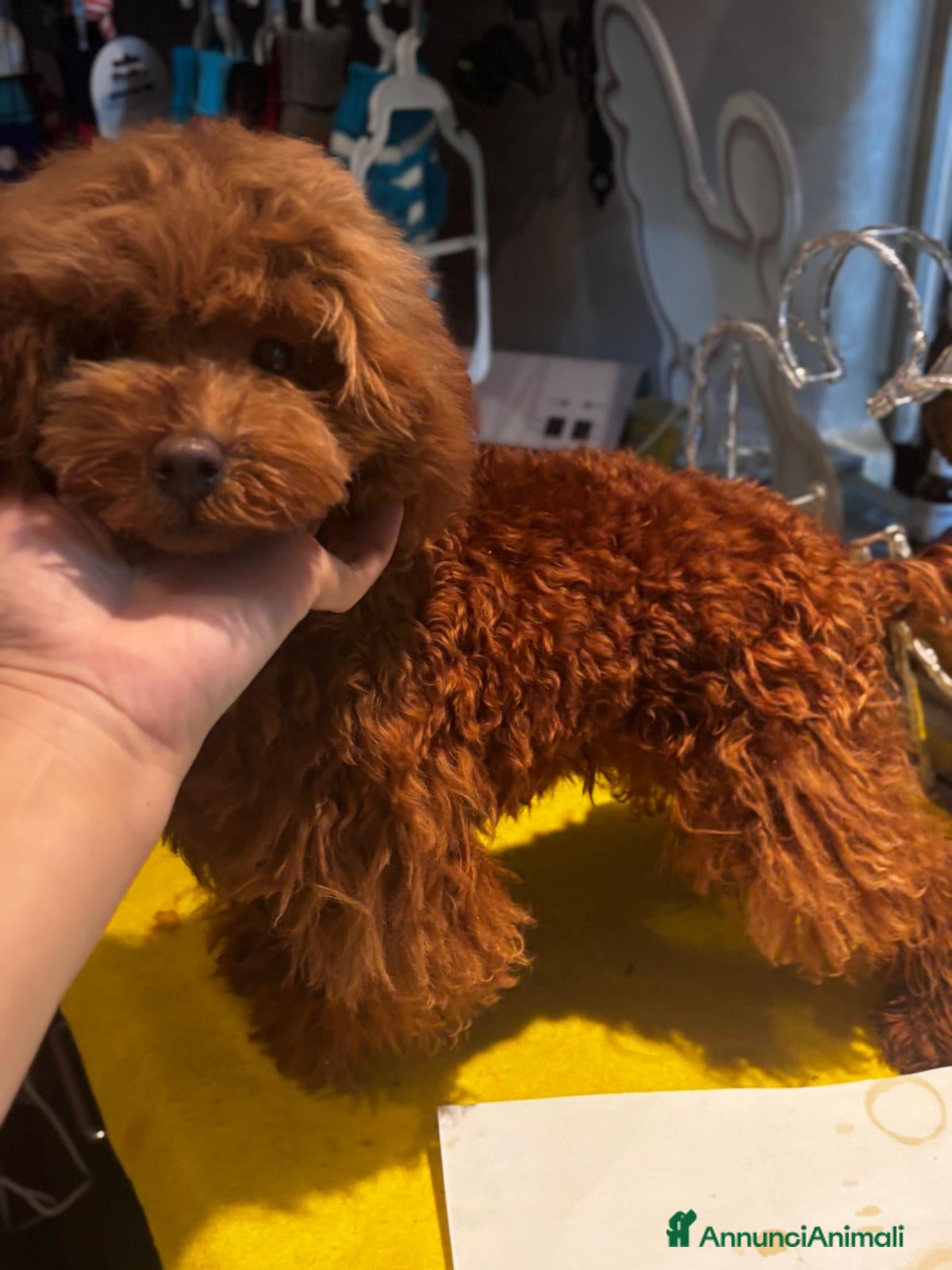 Barboncino Toy cani Barboncino Toy di 6 mesi  - Annuncio 12