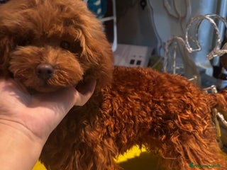 Barboncino Toy cani Barboncino Toy di 6 mesi - Annuncio 7