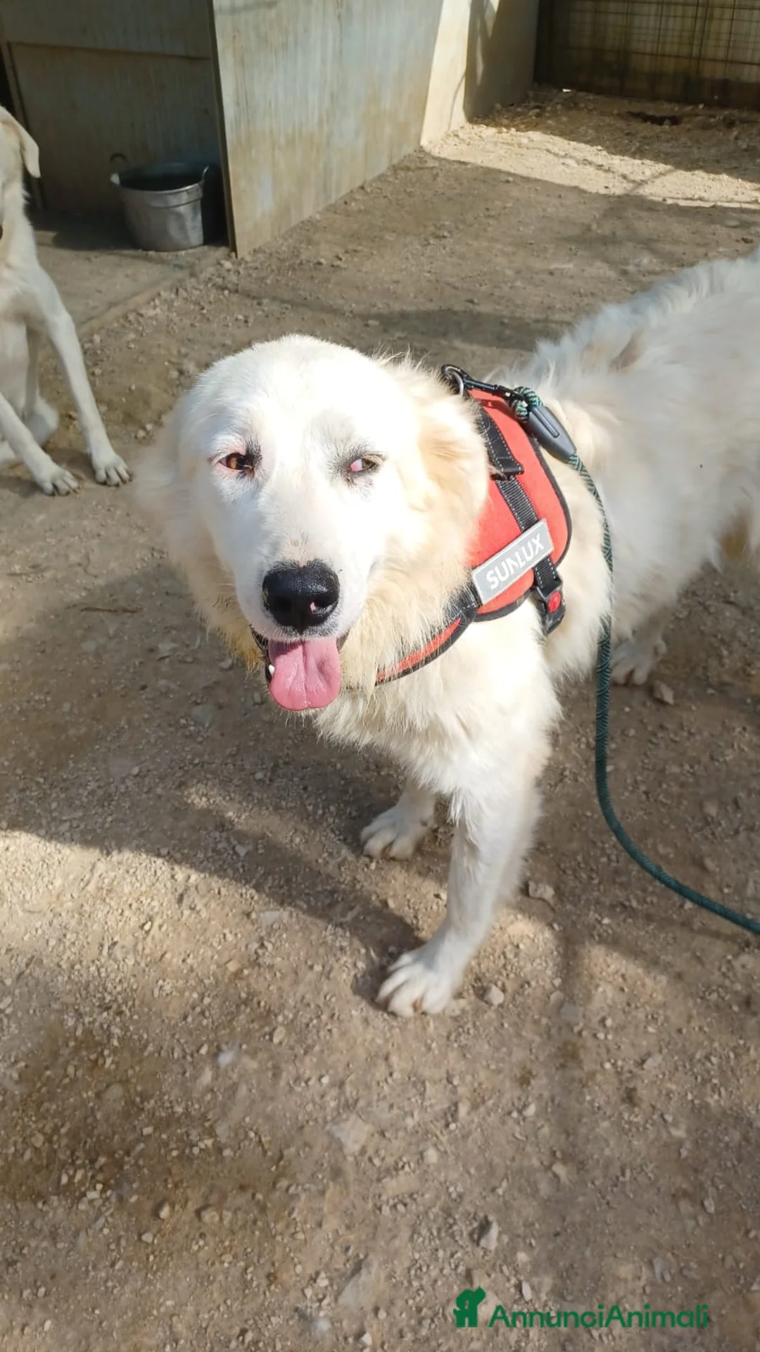 Meticcio cani in regalo: IL TENERISSIMO OSLO a Città metropolitana di Roma Capitale - Annuncio 3