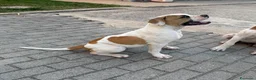 Bulldog cani in vendita: Cucciolo American bulldog  - Annuncio 4