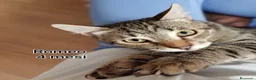 Altre razze gatti in regalo: GATTINI ESCLUSI E SOLI a Città Metropolitana di Genova - Annuncio 4