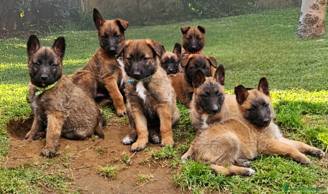 Pastore Belga cani in vendita: Cuccioli Pastore Belga Laekenois  a Città Metropolitana di Firenze - Immagine 2