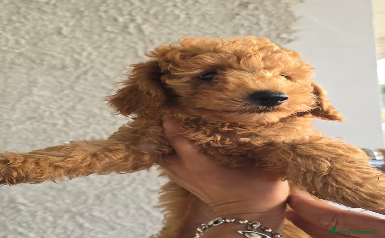 Barboncino cani - Annuncio 2