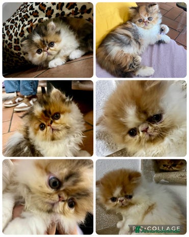 Persiano gatti Gattini persiani ipertipi - Annuncio 9