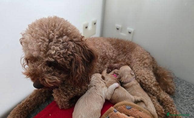 Meticcio cani Cuccioli di Maltipoo F1 (2f) - Annuncio 2