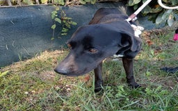 Labrador cani in regalo: Trump, simil labrador strepitoso nero a Provincia di Latina - Immagine 7