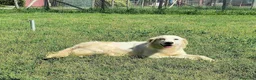 Breton cani in regalo: Dolce Fish, piccolo bretoncino/golden - Annuncio 2
