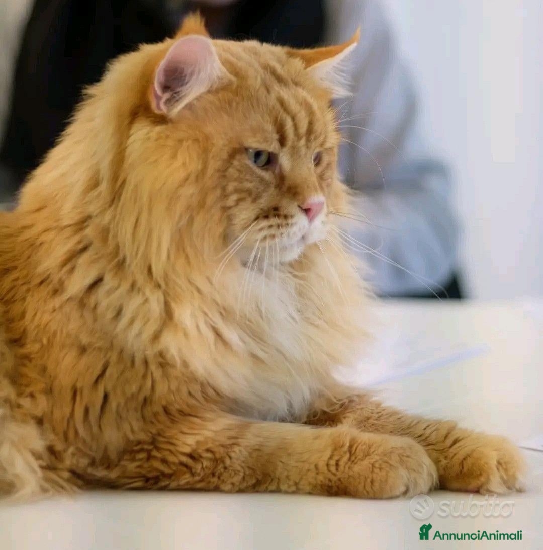 Maine Coon gatti per accoppiamento: Maine Coon stallone pedigree da riproduzione monta - Annuncio 4