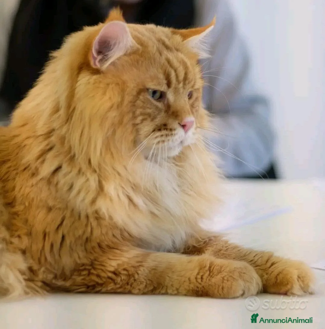 Maine Coon gatti per accoppiamento: Maine Coon stallone pedigree da riproduzione monta - Annuncio 4