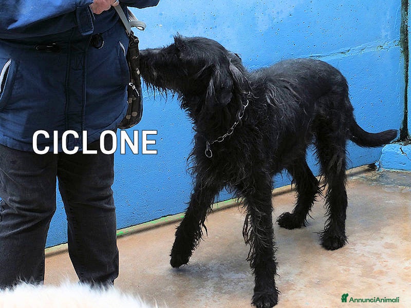 Meticcio cani Ciclone, in canile,quando vai lì, speri sempre di  - Annuncio 20