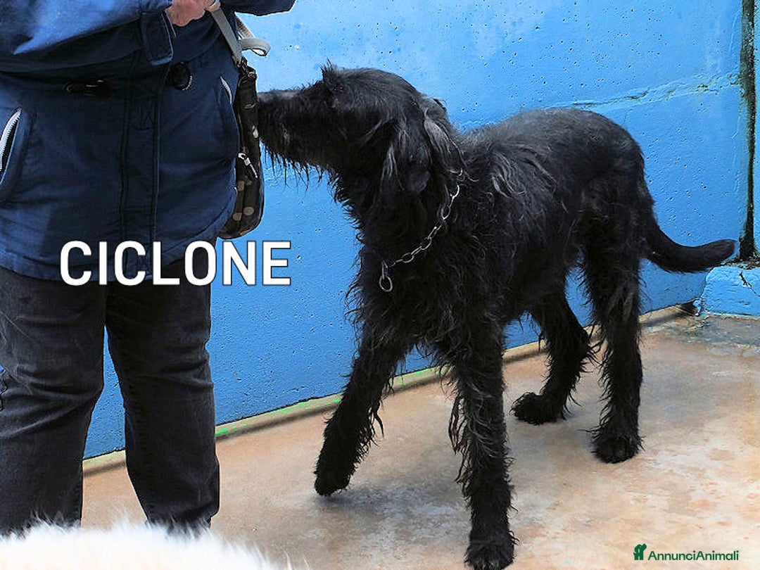 Meticcio cani in regalo: Ciclone, in canile,quando vai lì, speri sempre di  - Annuncio 1