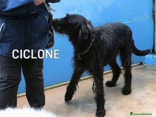 Meticcio cani Ciclone, in canile,quando vai lì, speri sempre di - Annuncio 13