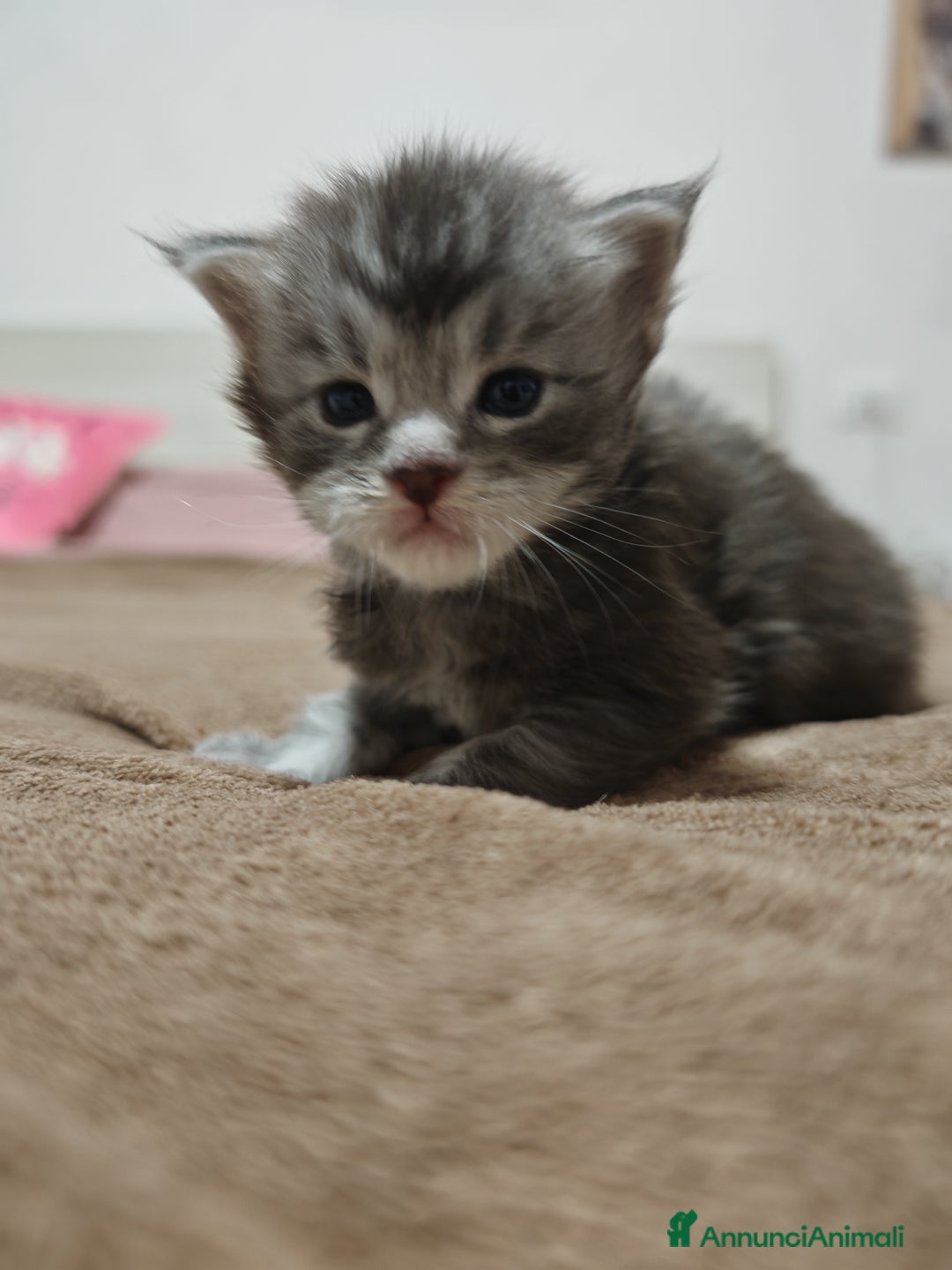 Maine Coon gatti in vendita: Maine coon  - Annuncio 1