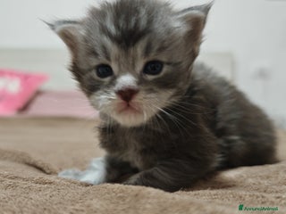 Maine Coon gatti Maine coon - Annuncio 1