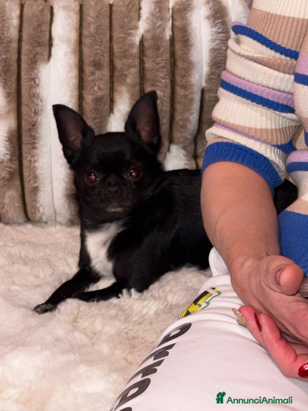 Chihuahua cani per accoppiamento: Chihuahua nero nano - Annuncio 6