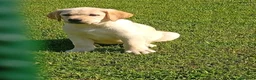 Labrador cani in vendita: Labrador Retriever con pedigree  - Annuncio 4