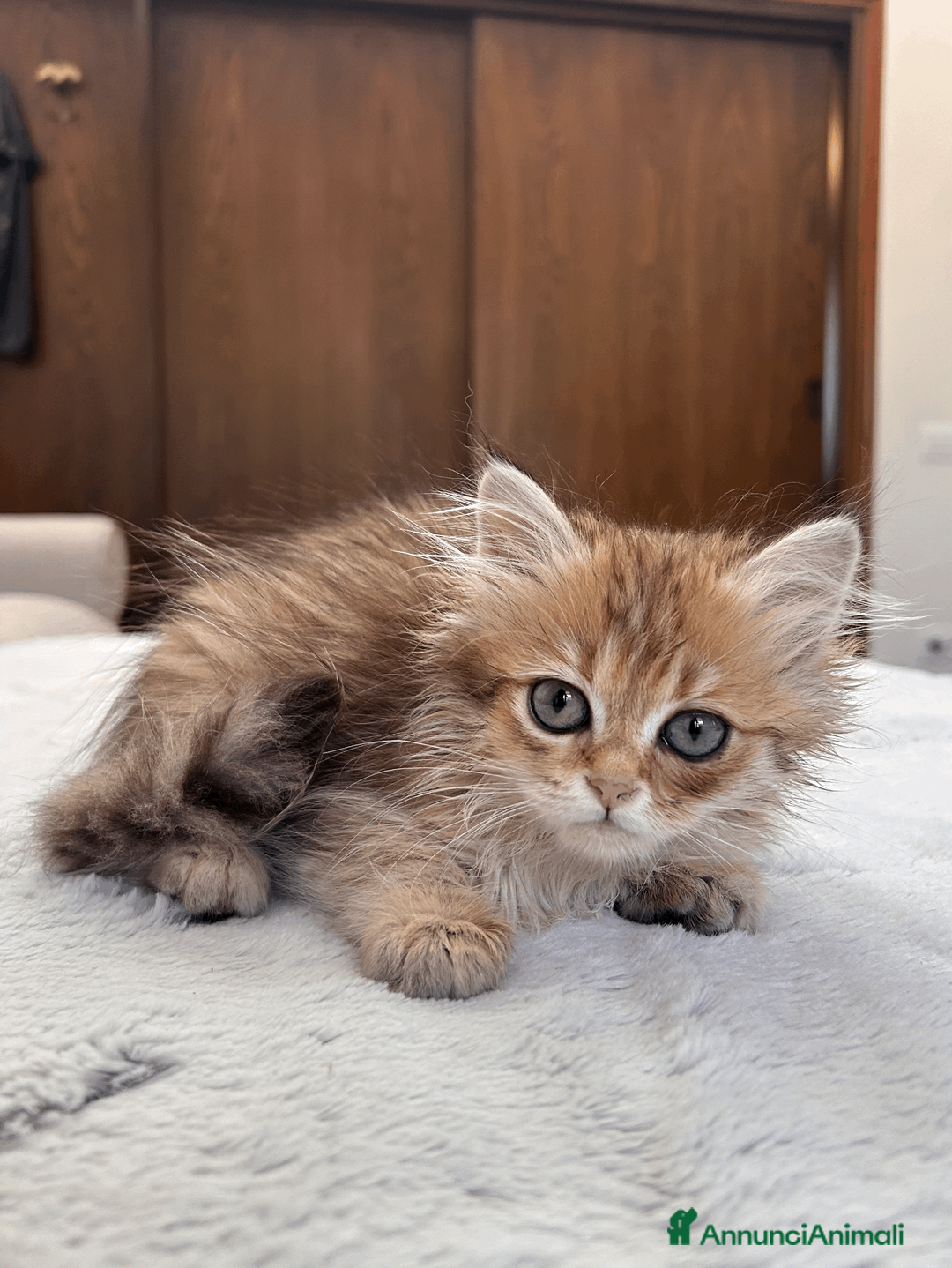 Scottish gatti in vendita: Cuccioli Scottish straight - Annuncio 6