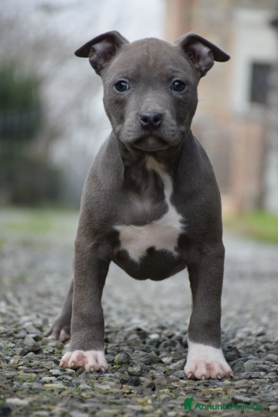 Pitbull cani in vendita: Cuccioli Pit Bull con pedigree anche a rate! - Annuncio 9