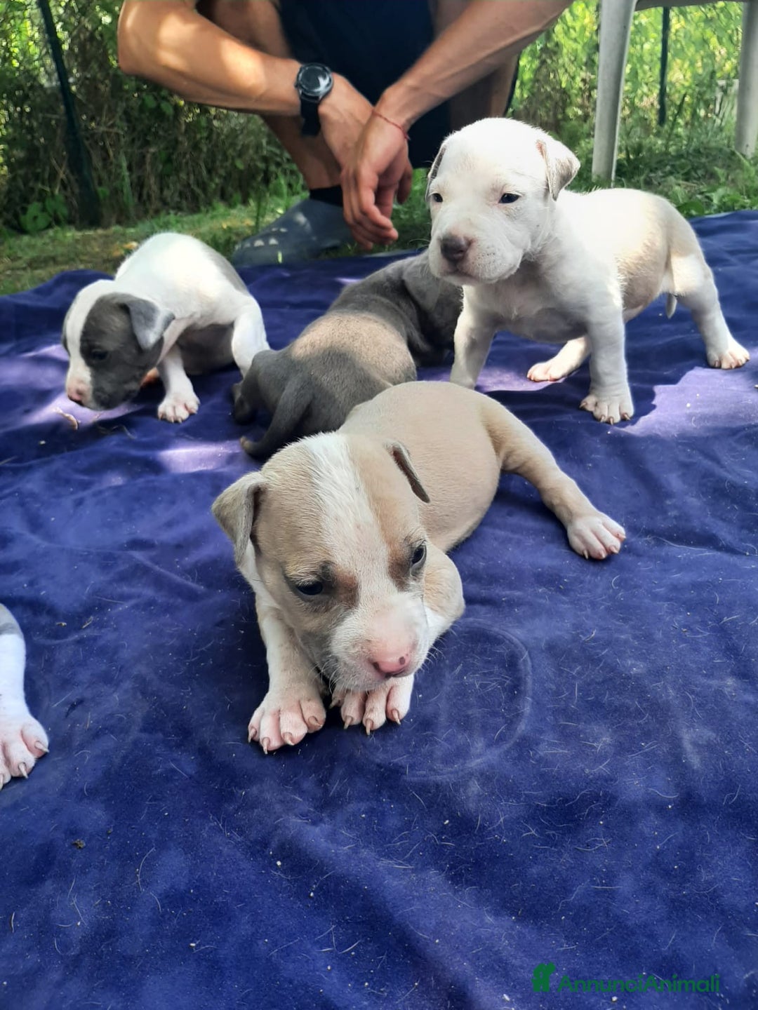 Staffordshire cani in vendita: Amstaff  - Immagine 3
