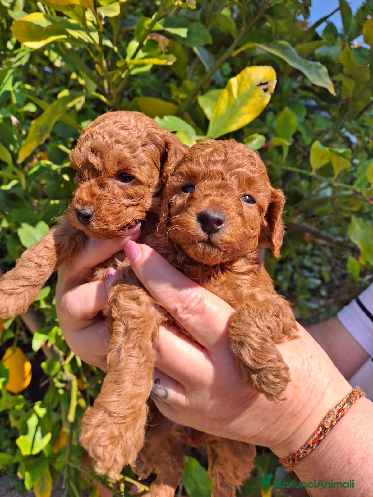 Barboncino Toy cani Barbncino toy - Annuncio 2