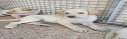 Meticcio cani in regalo: Zeus cucciolo labrador bello come un Dio greco a Città metropolitana di Milano - Annuncio 1