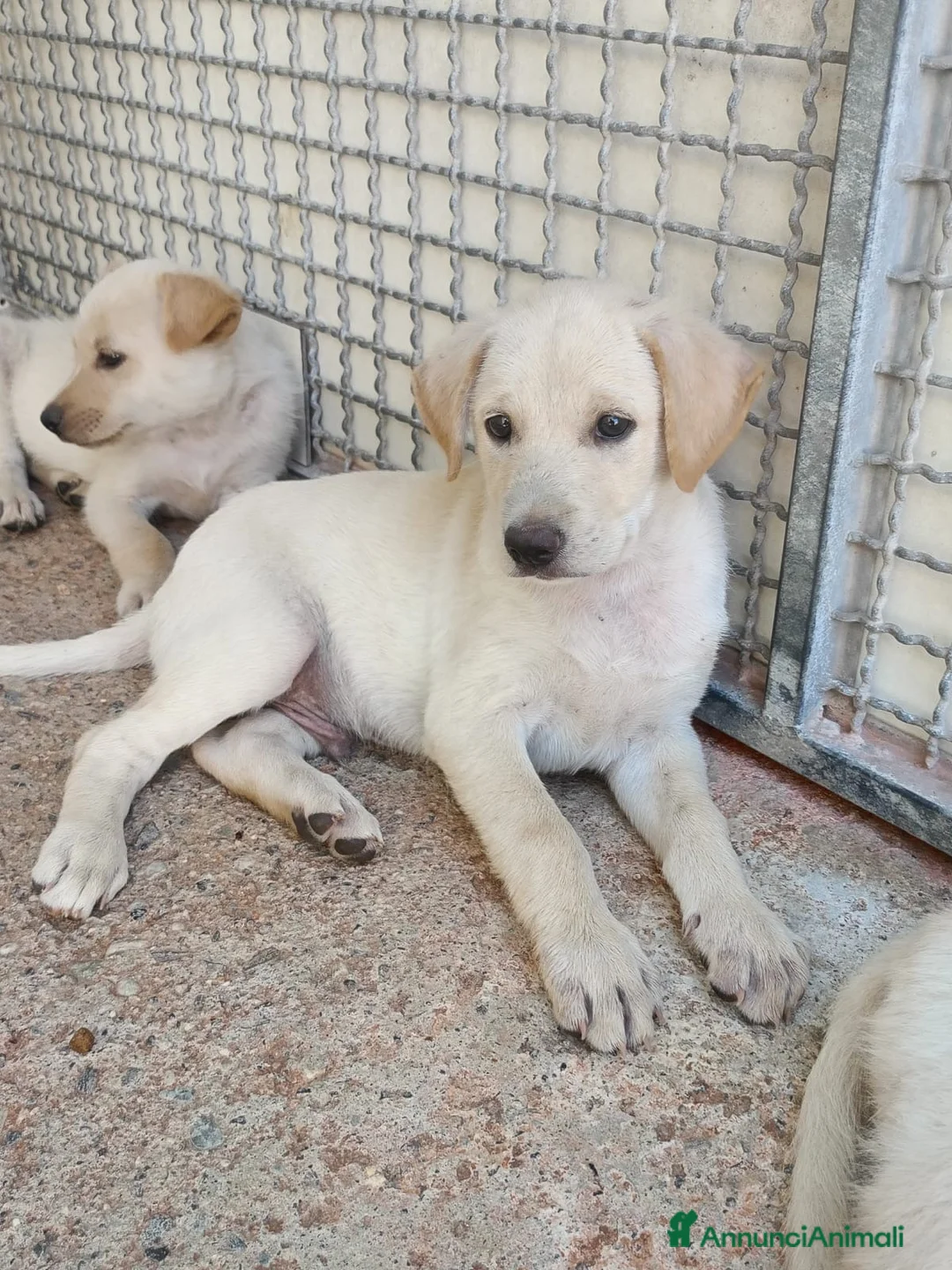 Meticcio cani in regalo: Zeus cucciolo labrador bello come un Dio greco a Città metropolitana di Milano - Annuncio 1