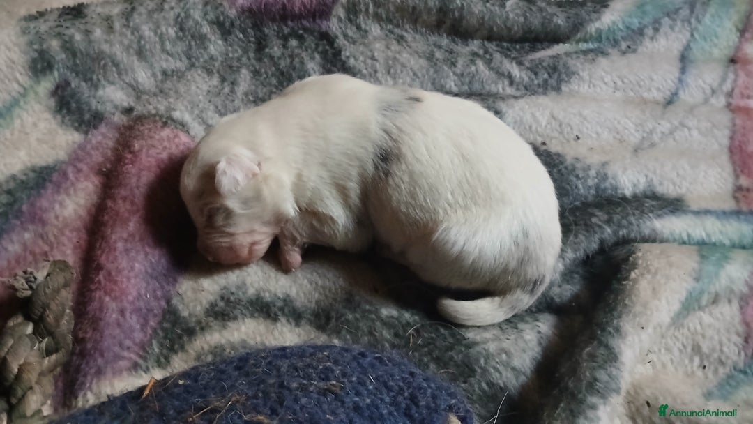 Meticcio cani in vendita: cuccioli pastore australian collie - Annuncio 3