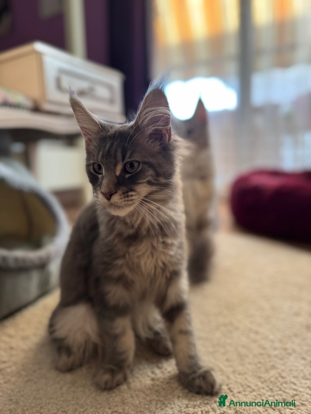 Maine Coon gatti in vendita: Cucciole Maine coon - Annuncio 3