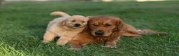 Golden Retriever cani per accoppiamento: Maschio inglese per monta - Annuncio 2
