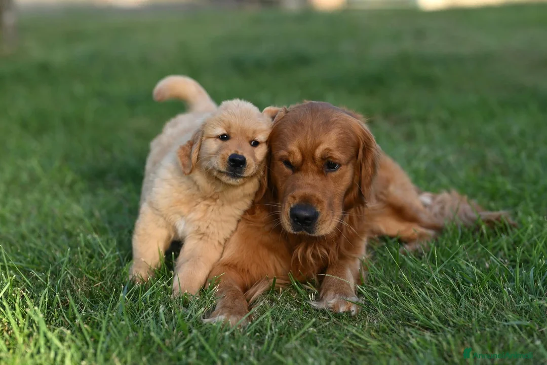 Golden Retriever cani per accoppiamento: Maschio inglese per monta - Annuncio 2