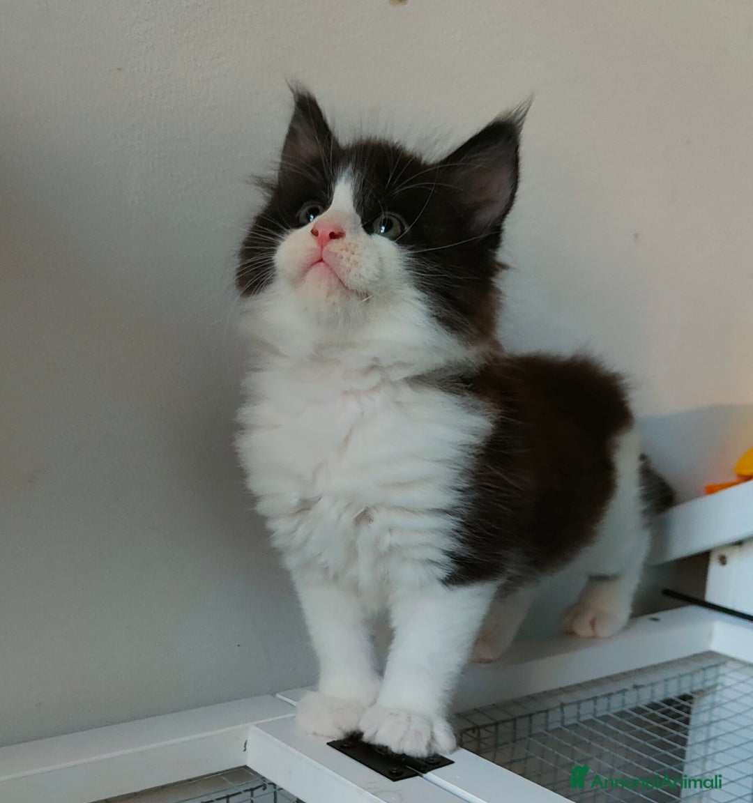 Maine Coon gatti in vendita: piccoli giganti Cattery - Annuncio 19