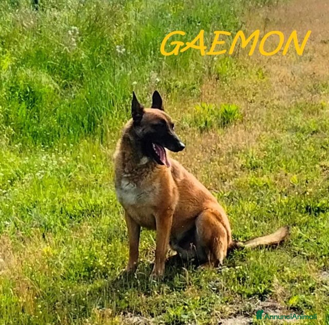 Meticcio cani in regalo: GAEMON pastore Malinois bello come il sole! - Annuncio 4